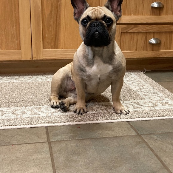 Meet your Posher, Tessa - Picture 8 of 11